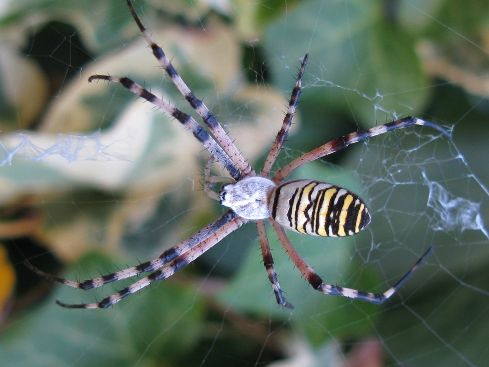 Argiope bruennichi